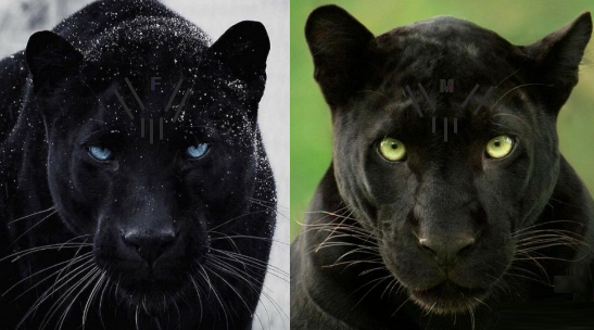 Secret Black Panters